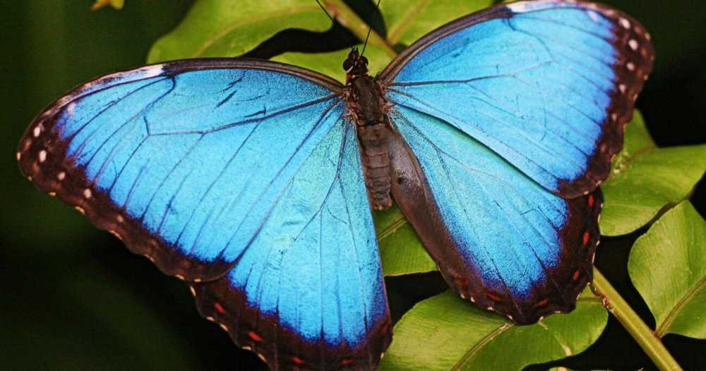 Бабочка – самое красивое насекомое в мире