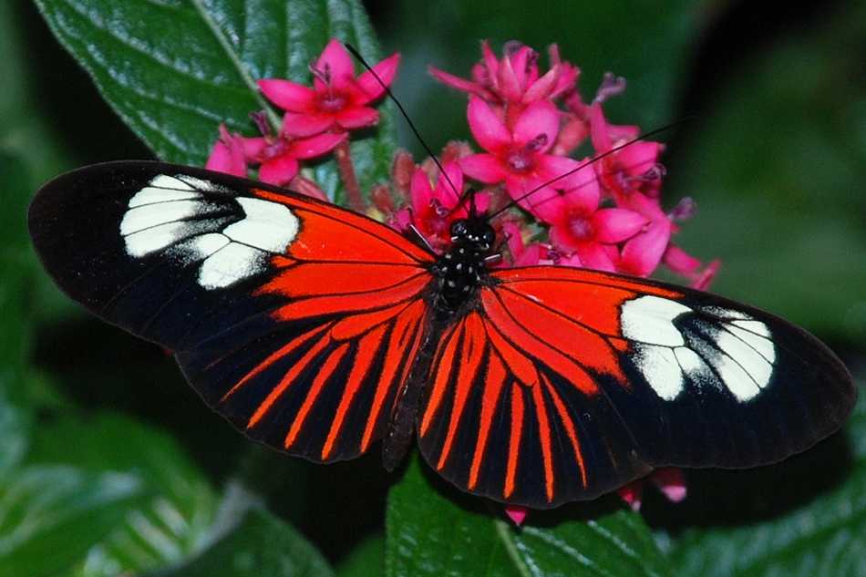 Бабочки – чешуекрылые