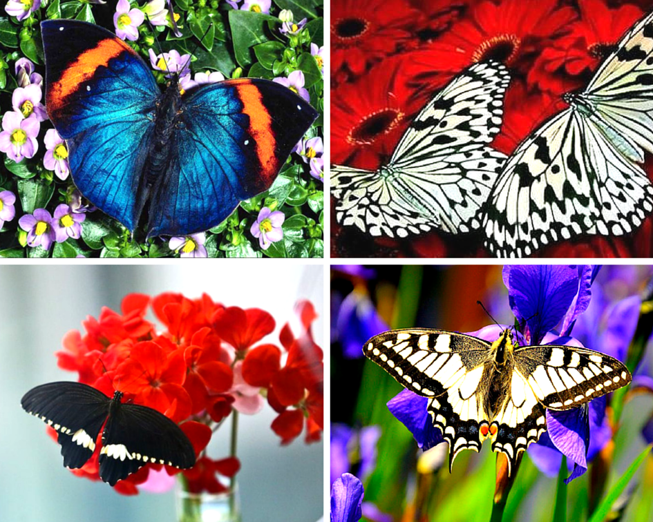 Какие бывают бабочки: фото и названия