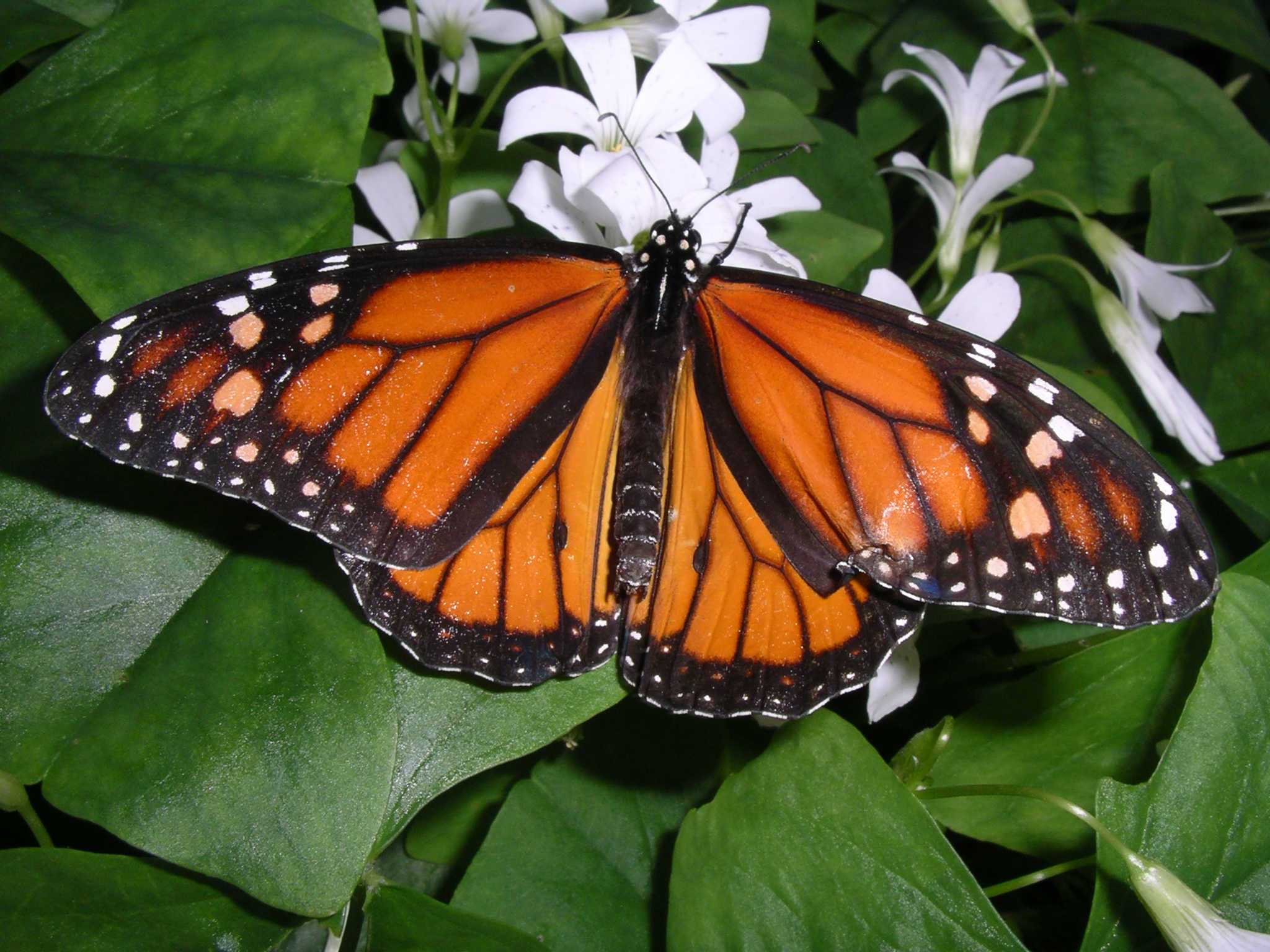 Бабочки - описание, особенности строения, виды, размеры, питание