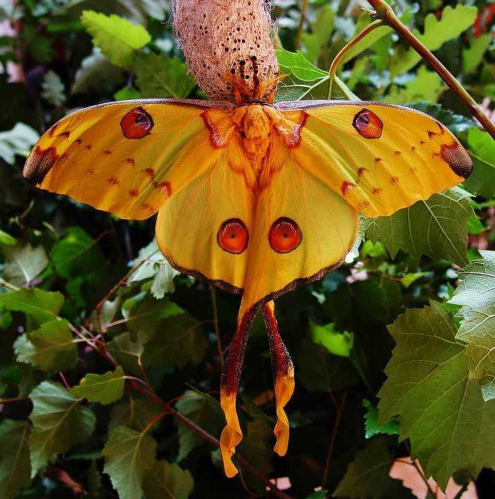 Павлиноглазка атлас – одна из крупнейших бабочек в мире