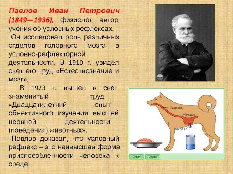 Известному русскому ученому физиологу павлову принадлежит