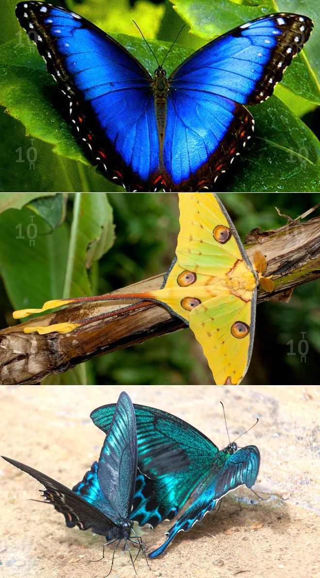 О бабочках. интересные факты