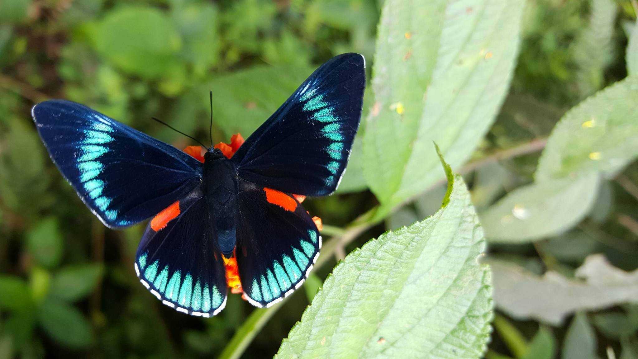 Бражник бабочка насекомое. образ жизни и среда обитания бражника