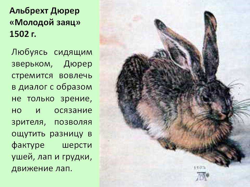 Рисунок альбрехта дюрера заяц