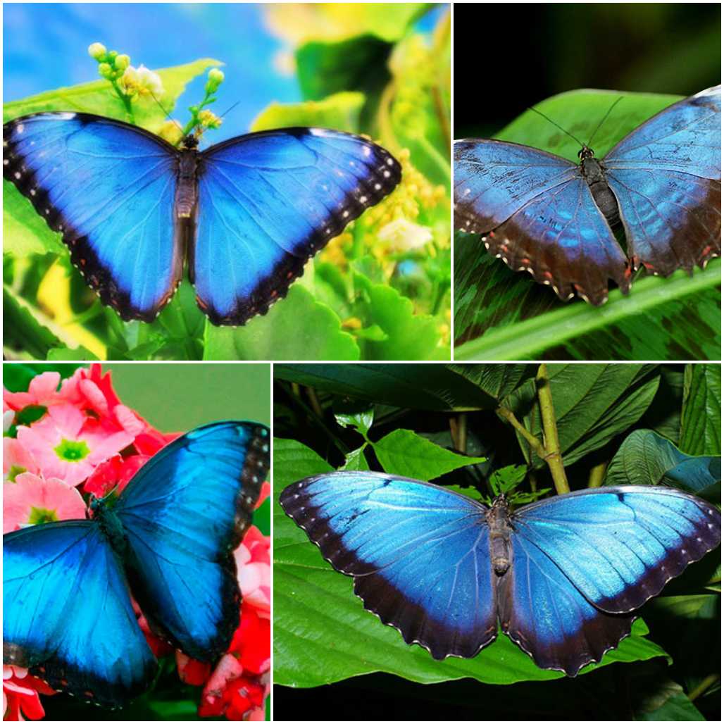 Бабочки-листовидки: отличительные признаки и образ жизни