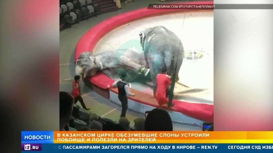 Юрий квятковский: «цирк не может быть музеем» - алла красникова
