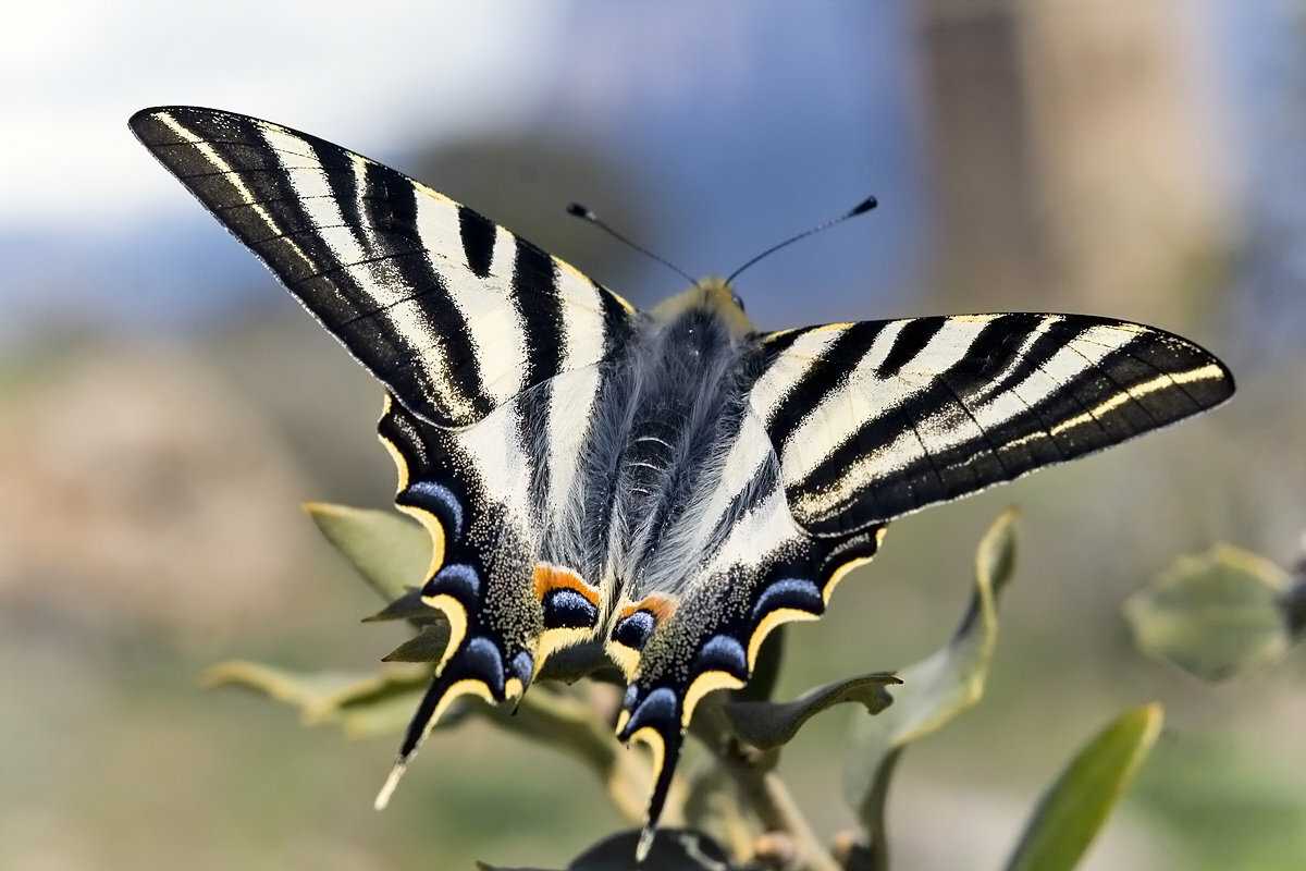 Из личинки в красавицу: как гусеницы становятся бабочками? - hi-news.ru