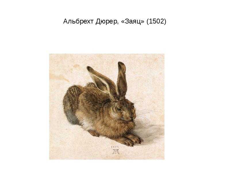 Рисунок заяц дюрера