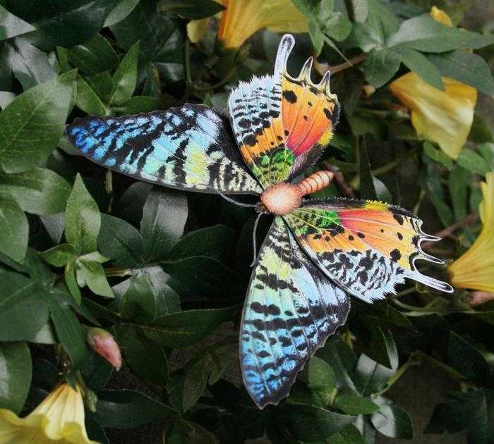 Бабочка: все самое интересное о повадках, внешнем виде